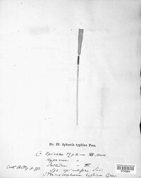 Epichloe typhina image